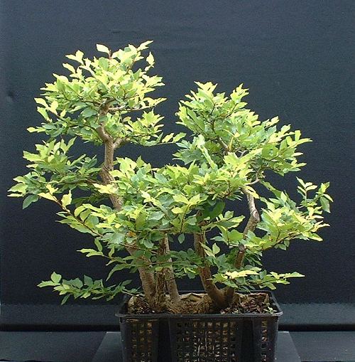 Field Elm (Ulmus minor)